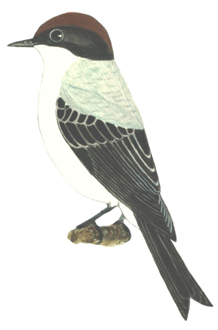 Historical image associated with Fork-tailed Flycatcher