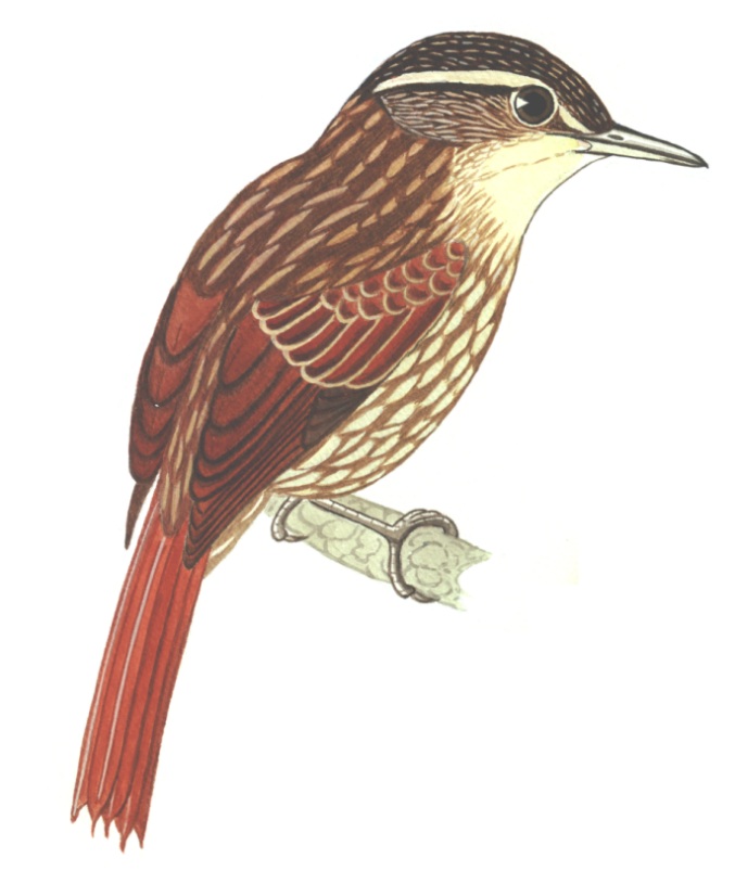 Historical image associated with Pale-browed Treehunter