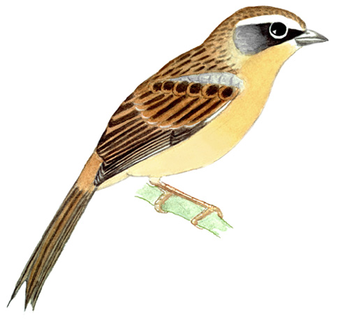Historical image associated with Long-tailed Reed-Finch
