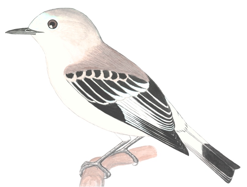 Historical image associated with White-rumped Monjita