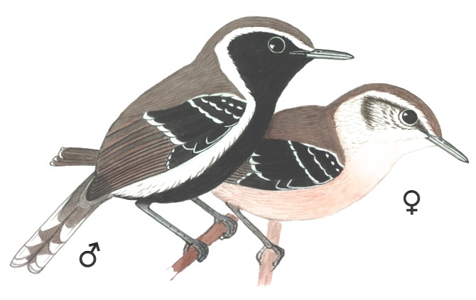 Historical image associated with White-fringed Antwren