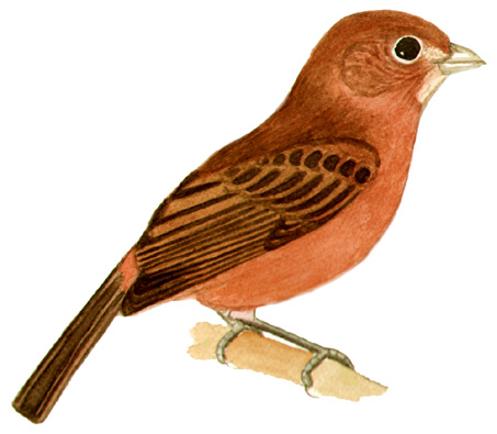 Historical image associated with Red-crested Finch