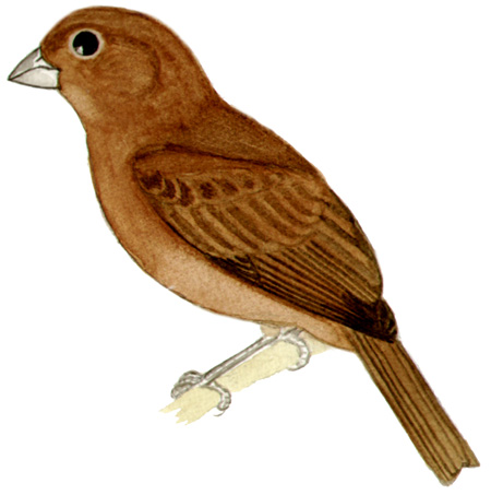 Historical image associated with Indigo Grosbeak