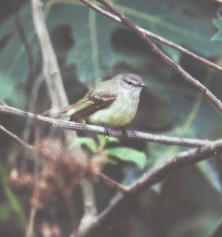Historical image associated with Planalto Tyrannulet