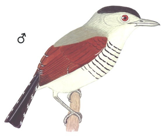 Historical image associated with Rufous-winged Antshrike