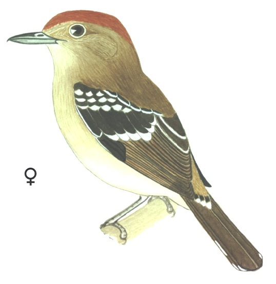 Historical image associated with Sooretama Slaty-Antshrike