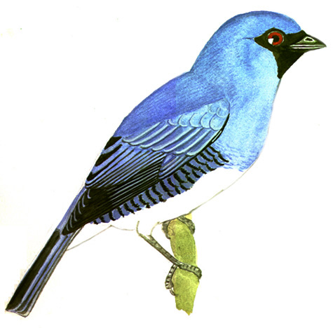 Historical image associated with Swallow-Tanager