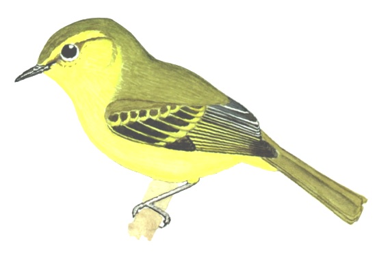 Historical image associated with Yellow Tyrannulet