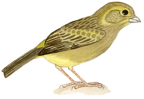 Historical image associated with Grassland Yellow-Finch