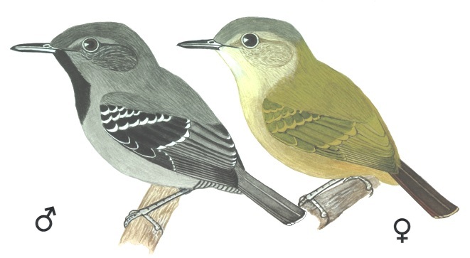 Historical image associated with Salvadori's Antwren