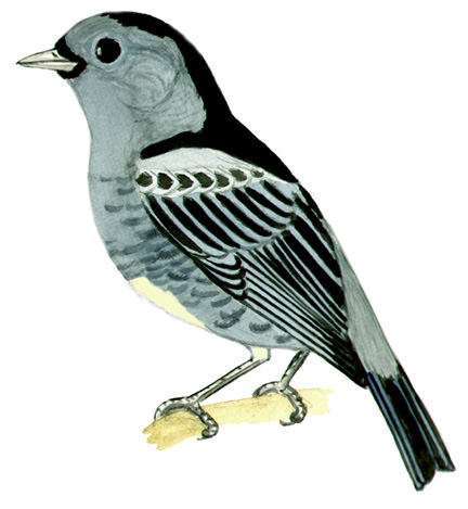 Historical image associated with Turquoise Tanager