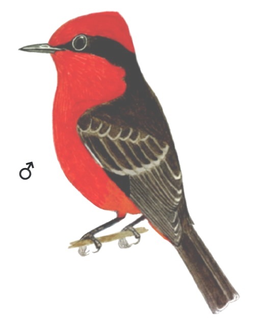 Historical image associated with Vermilion Flycatcher