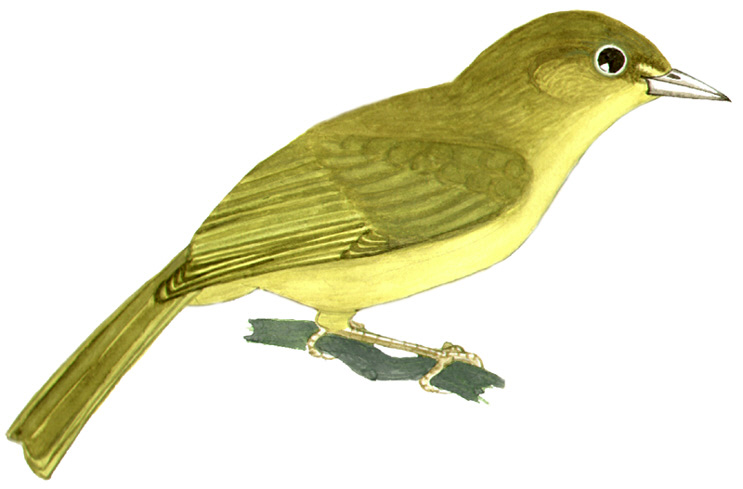 Historical image associated with Olive-green Tanager