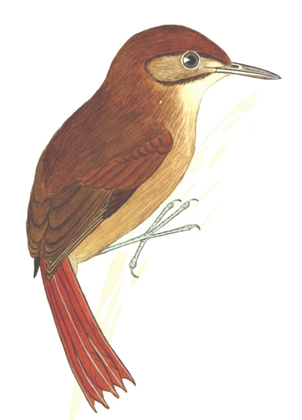 Historical image associated with Thrush-like Woodcreeper