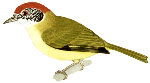 Historical image associated with Rufous-crowned Greenlet