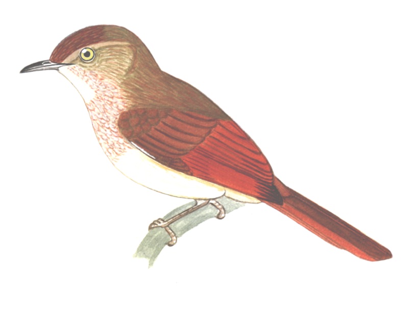 Historical image associated with Freckle-breasted Thornbird