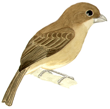 Historical image associated with Plumbeous Seedeater