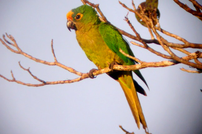 Historical image associated with Peach-fronted Parakeet