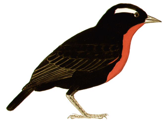 Historical image associated with White-browed Blackbird