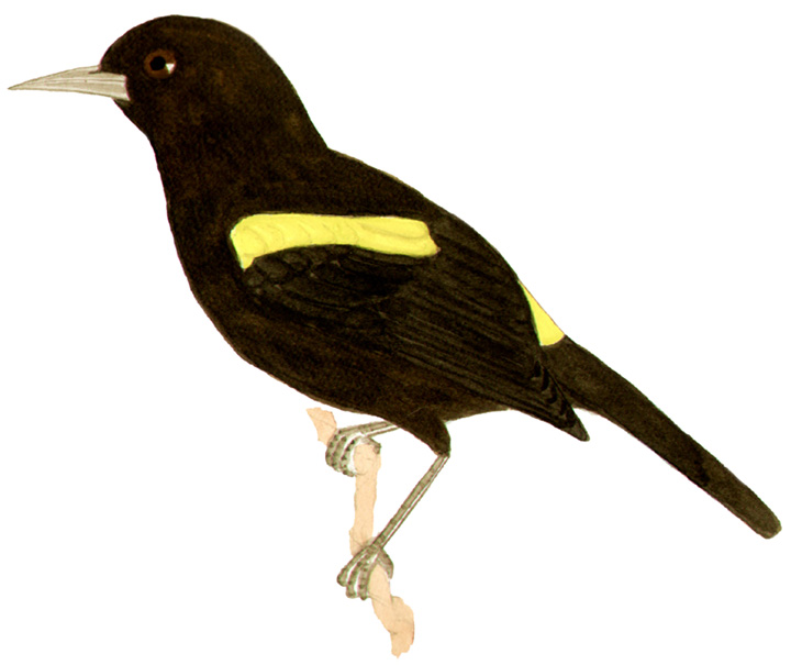Historical image associated with Golden-winged Cacique
