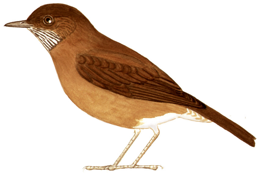 Historical image associated with Cocoa Thrush