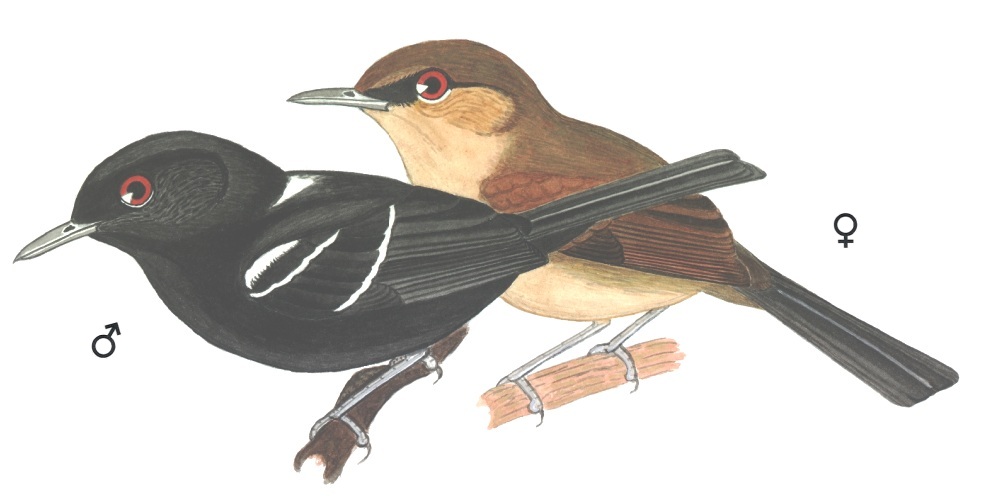 Historical image associated with White-shouldered Fire-eye