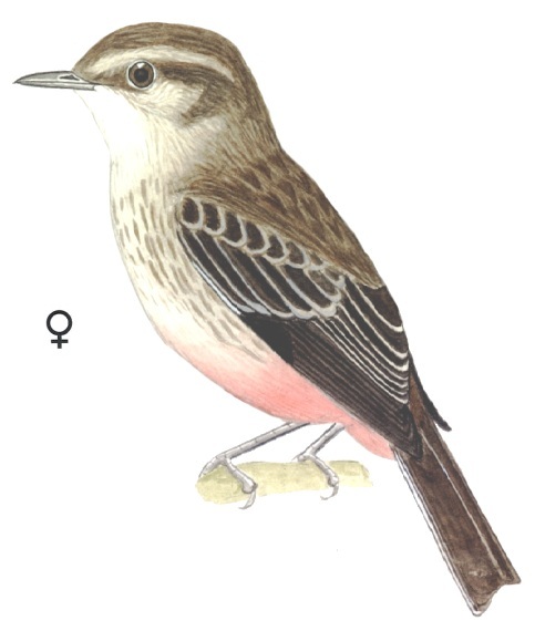 Historical image associated with Vermilion Flycatcher