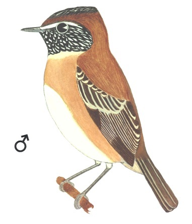 Historical image associated with Bearded Tachuri