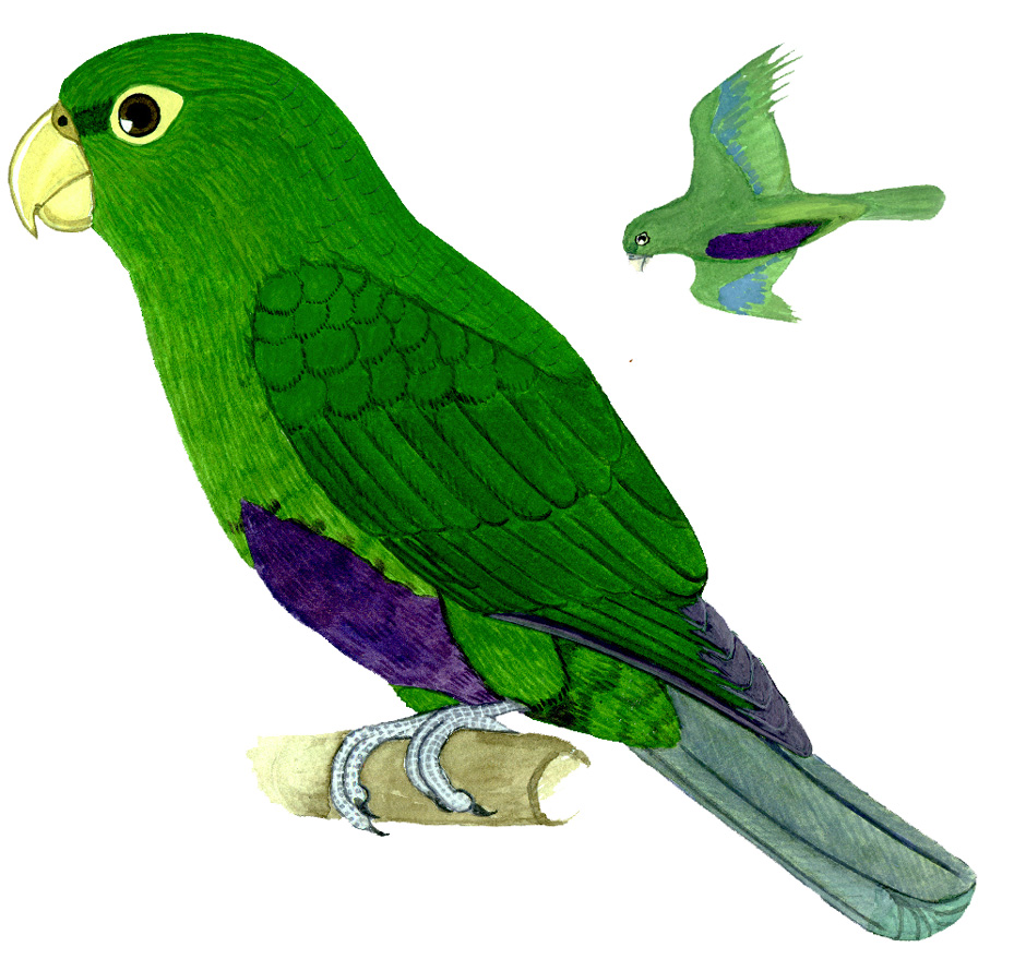 Historical image associated with Blue-bellied Parrot