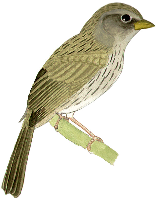 Historical image associated with Great Pampa-Finch