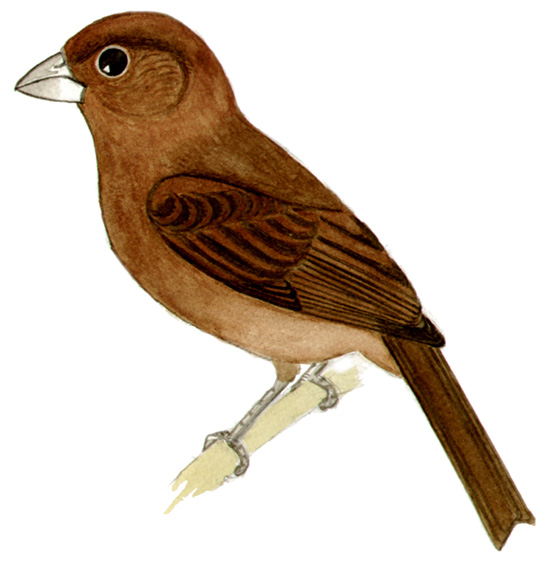 Historical image associated with Ultramarine Grosbeak