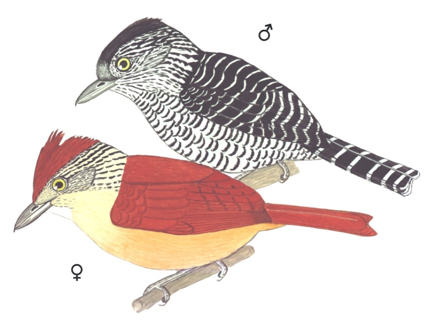 Historical image associated with Barred Antshrike