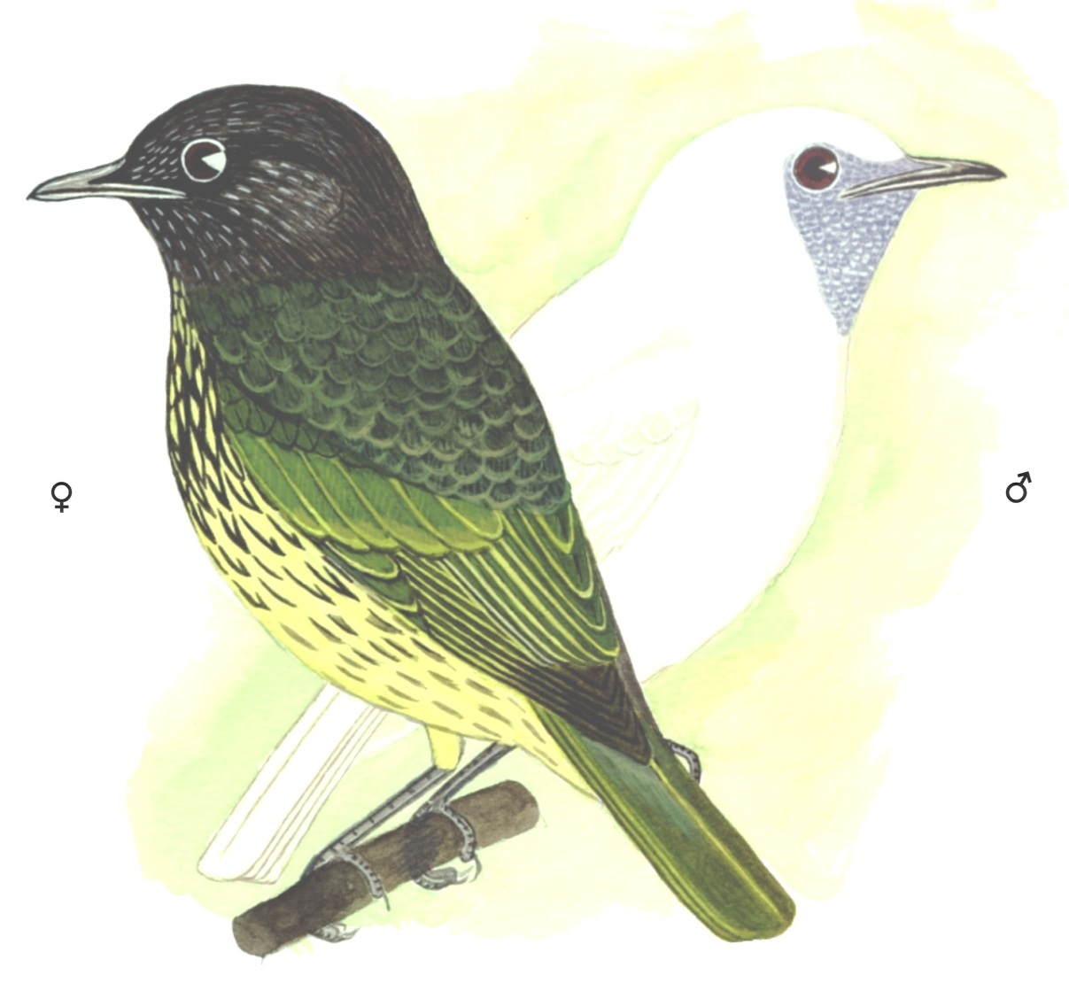 Historical image associated with Bare-throated Bellbird