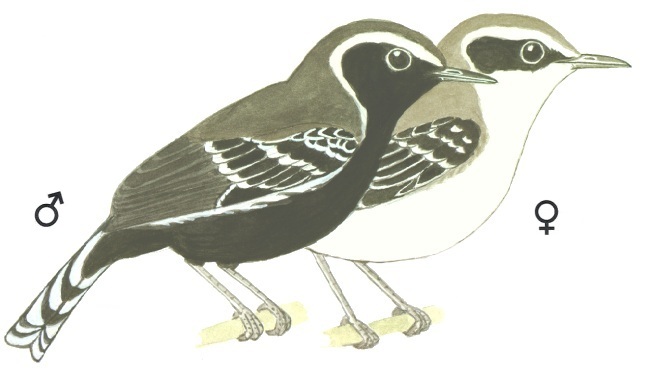 Historical image associated with Black-bellied Antwren