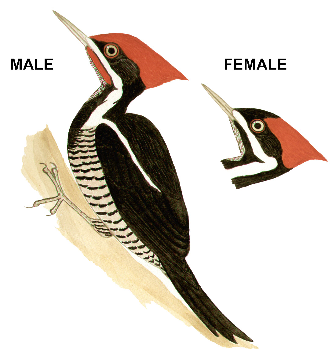 Historical image associated with Lineated Woodpecker