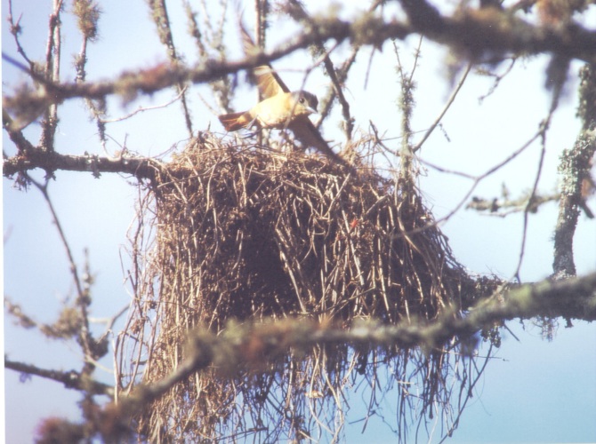 Historical image associated with Crested Becard