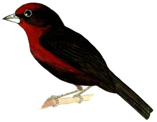 Historical image associated with Silver-beaked Tanager