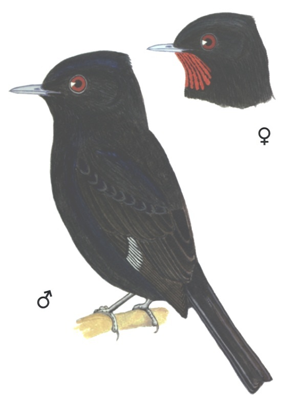 Historical image associated with Velvety Black-Tyrant