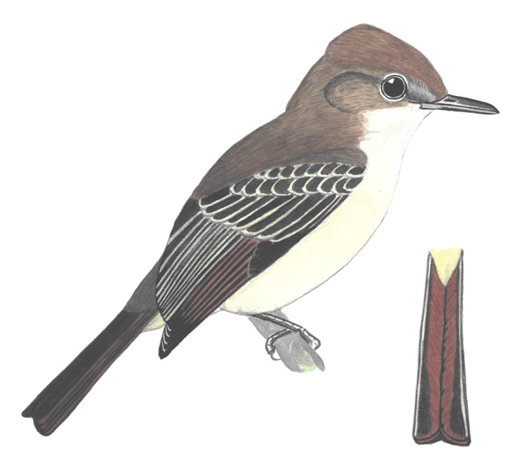 Historical image associated with Brown-crested Flycatcher