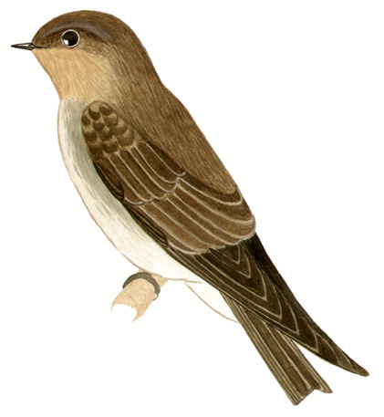 Historical image associated with Southern Rough-winged Swallow