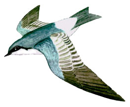 Historical image associated with White-winged Swallow