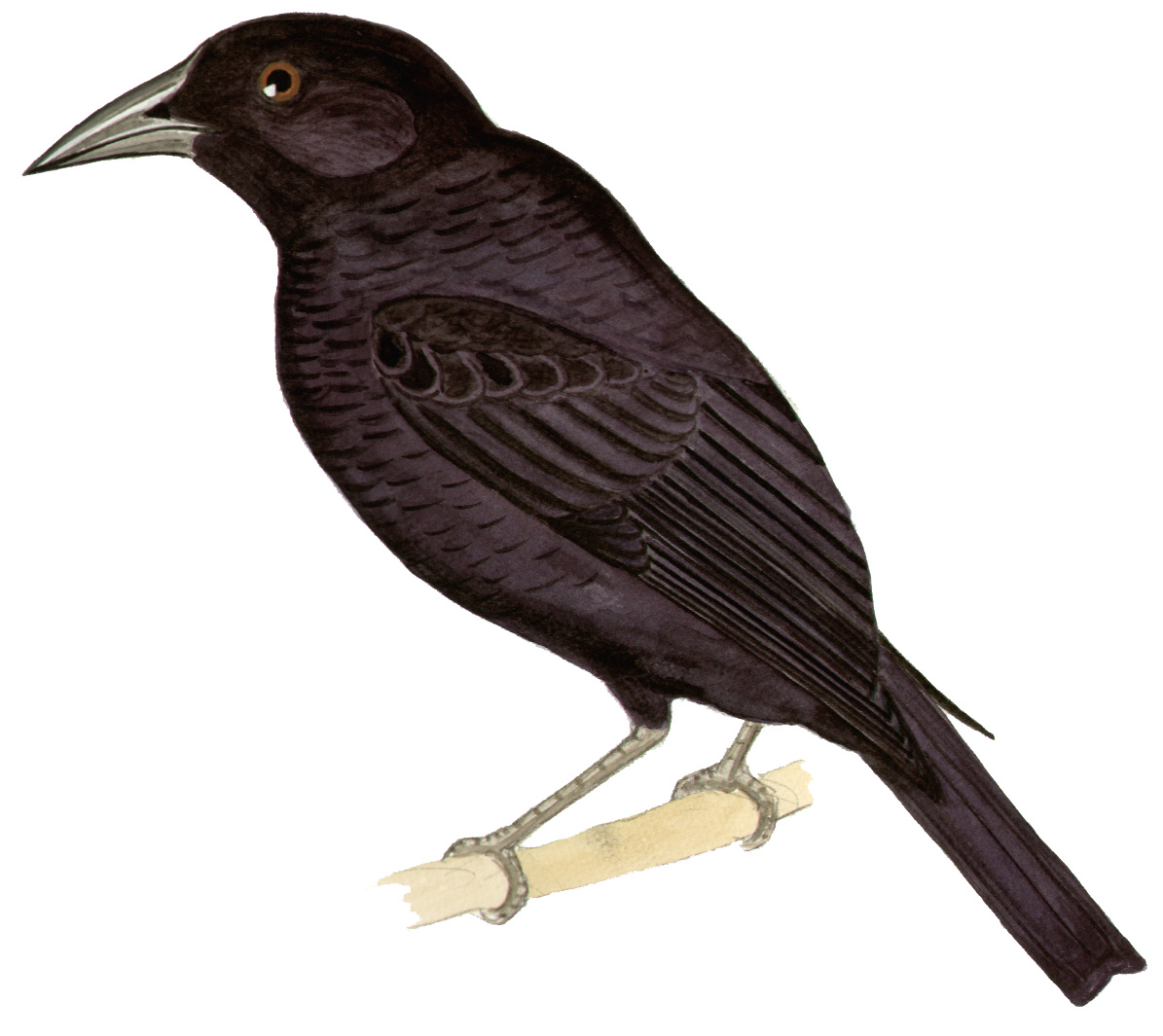 Historical image associated with Giant Cowbird