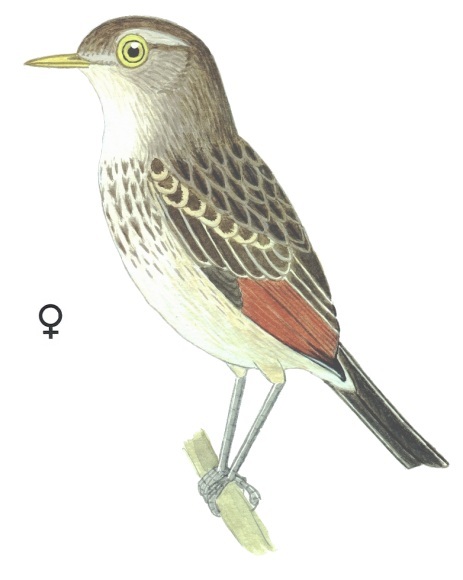 Historical image associated with Spectacled Tyrant
