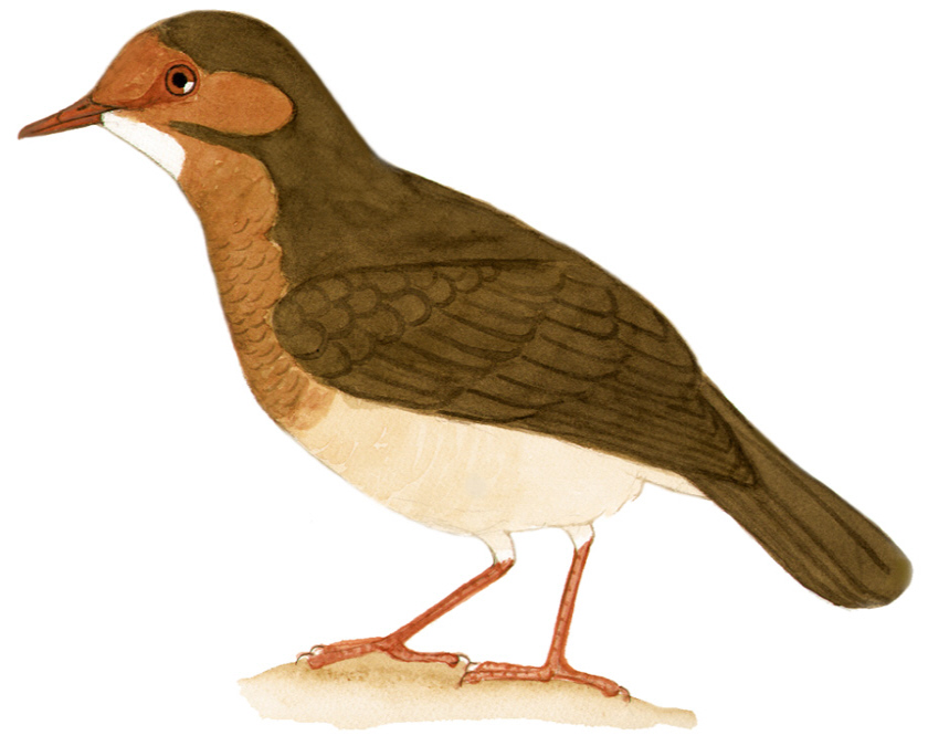 Historical image associated with Ruddy Quail-Dove