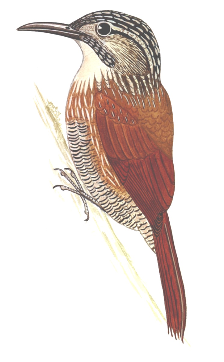 Historical image associated with White-throated Woodcreeper