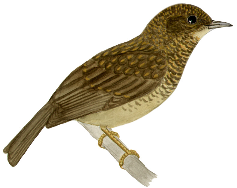 Historical image associated with Yellow-legged Thrush