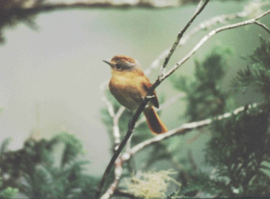 Historical image associated with Chestnut-crowned Becard