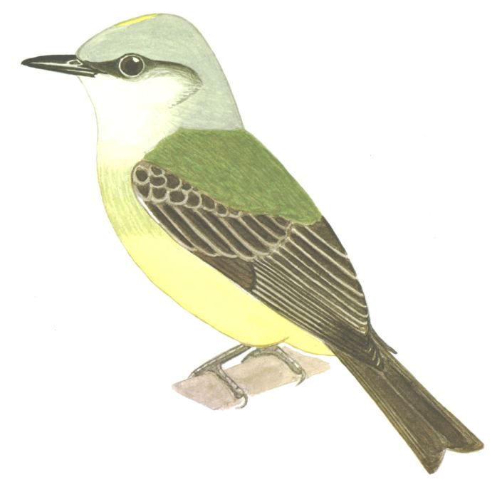 Historical image associated with White-throated Kingbird
