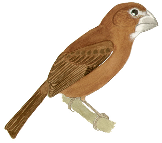 Historical image associated with Great-billed Seed-Finch