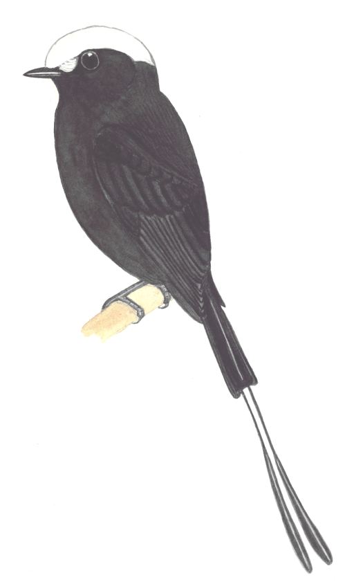 Historical image associated with Long-tailed Tyrant